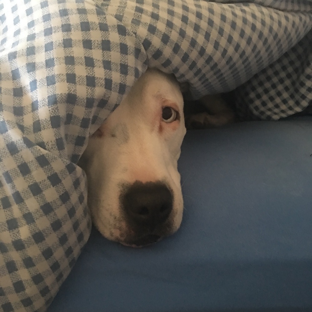 Meet your Posher, Gae